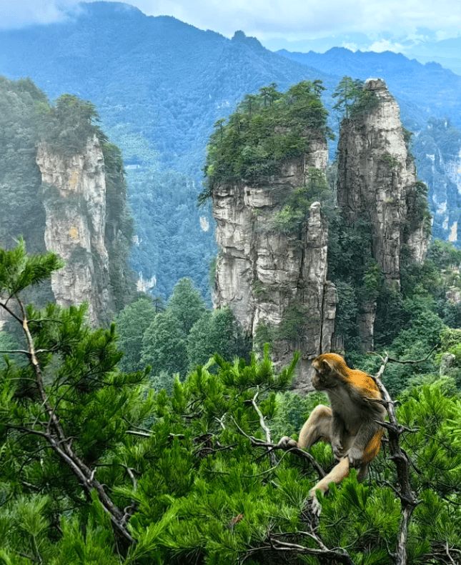 张家界五天四晚旅游和张家界旅游小团推荐还有美食分享